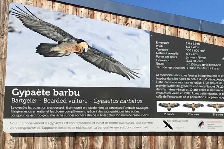 Le Gypa Te Barbu Oiseau Embl Matique De Nos R Gions Le Rougegorge