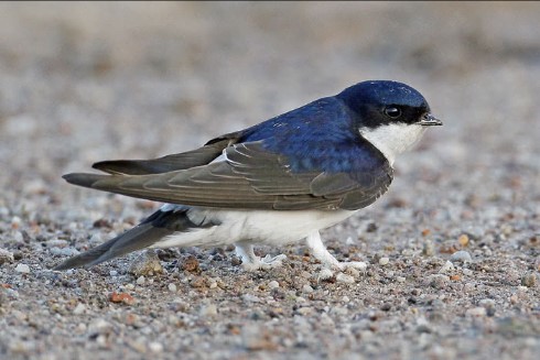 Aeschlimann ResizerImage490X326