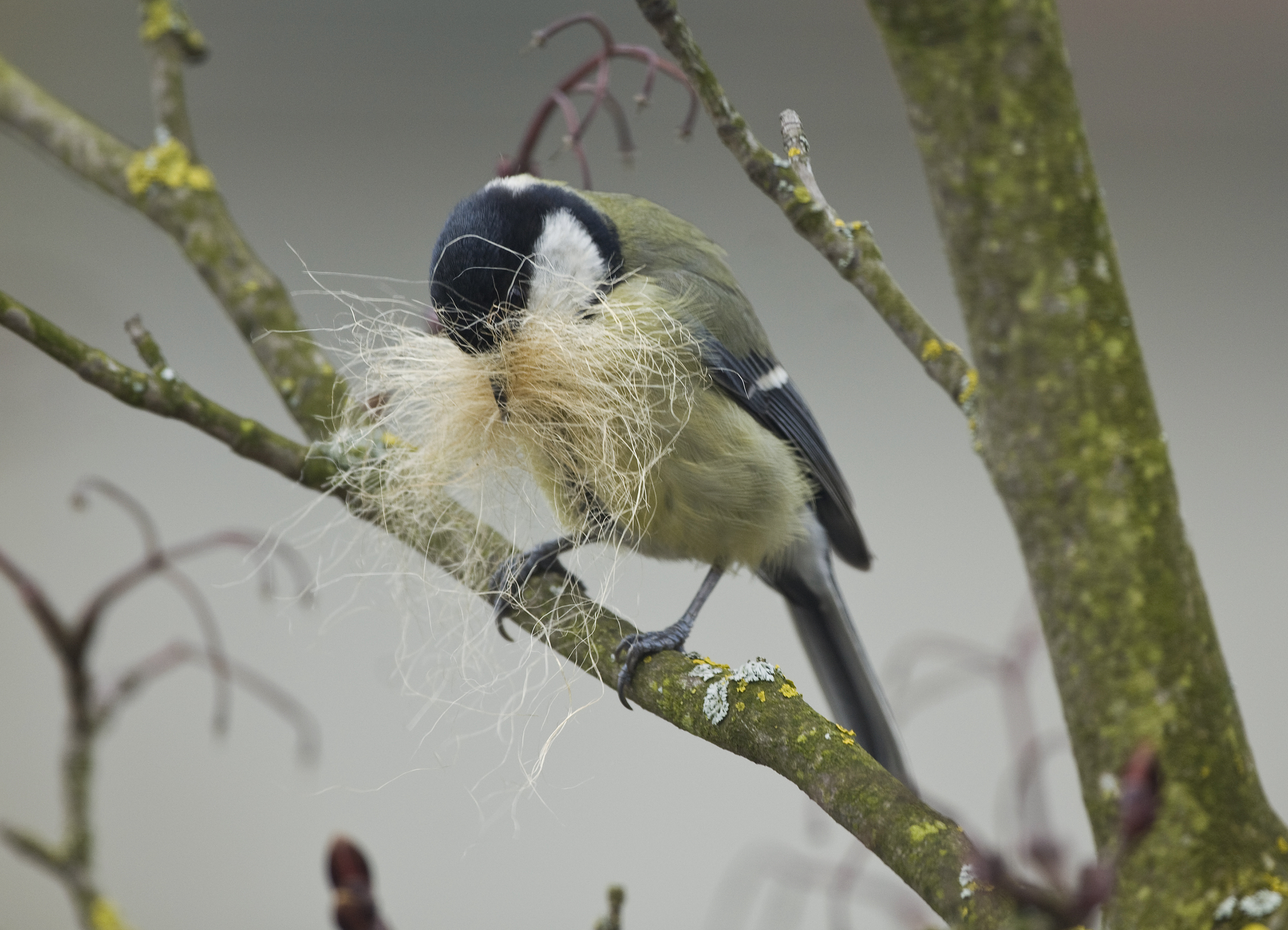 Kohlmeise Michael Gerber oiseaux des jardins