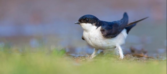 Mehlschwalbe ResizerImage586X262