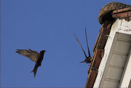 ResizerImage429X287 Martinet