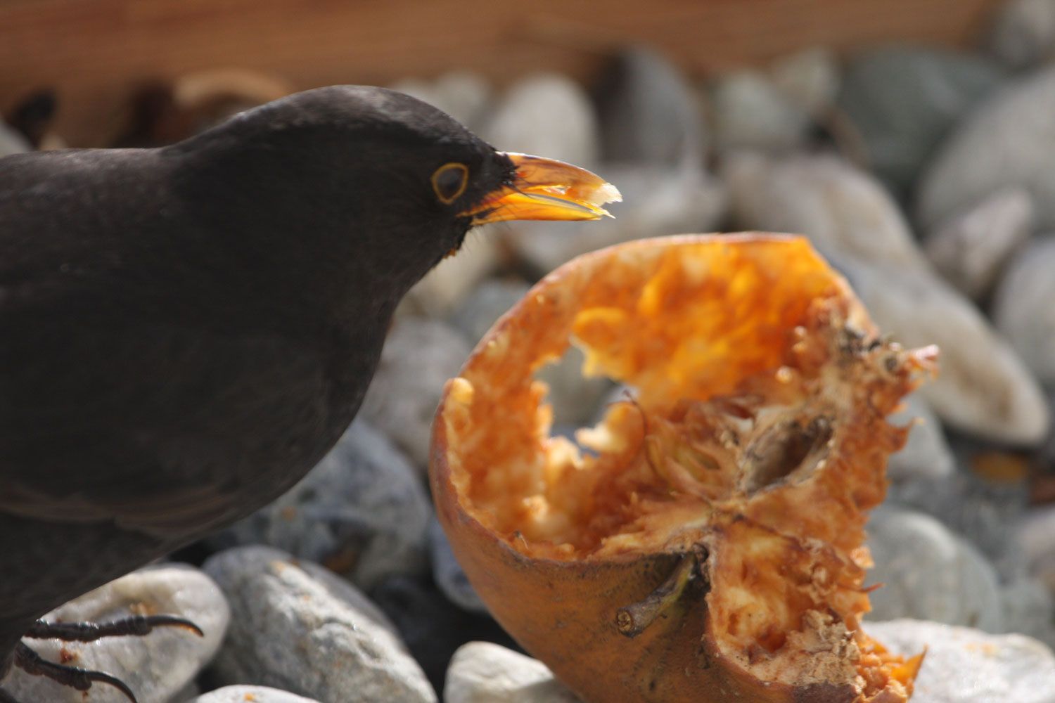 Mangeoire À Oiseaux En Bois - Retours Gratuits Dans Les 90 Jours - Temu  Switzerland